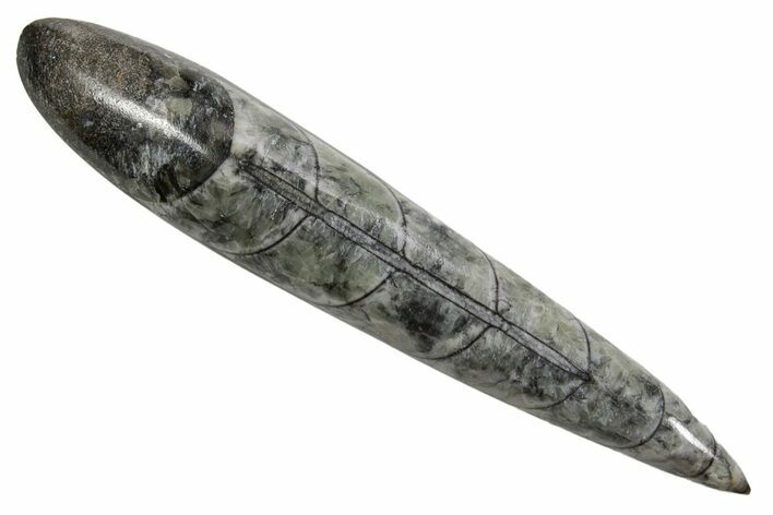 Polished Fossil Orthoceras (Cephalopod) - Morocco #363845